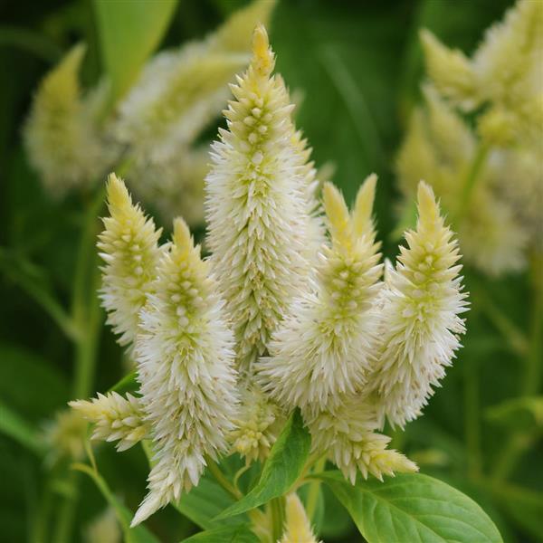 Celway™ White Celosia - Bloom