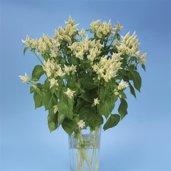 Celway™ White Celosia - Cutflower