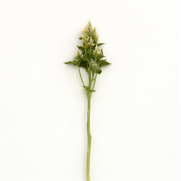 Celway™ White Celosia - Single Stem, White Background