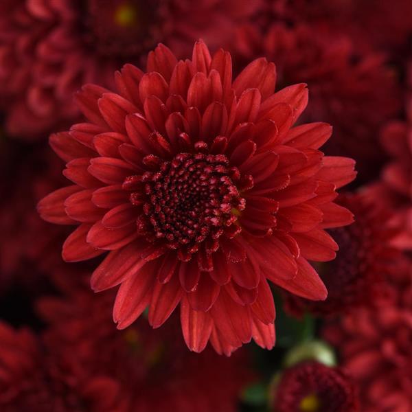 Eternal Red Garden Mum - Bloom