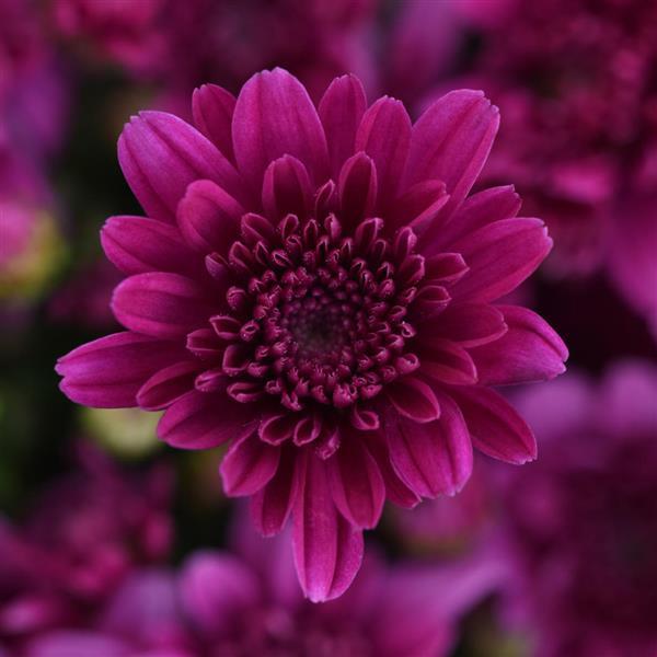 Milkshake Cherry Purple Garden Mum - Bloom