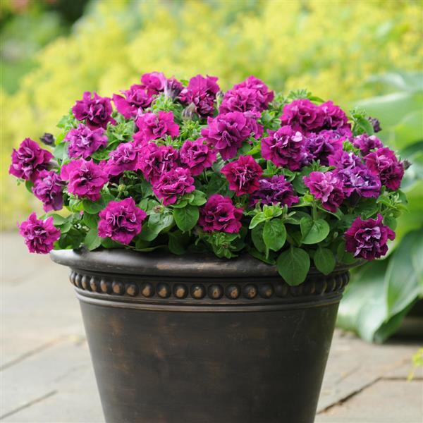 Duo Burgundy Double Petunia - Container