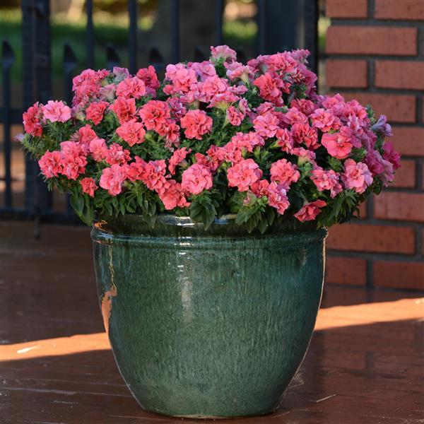 Duo Salmon Double Petunia - Container