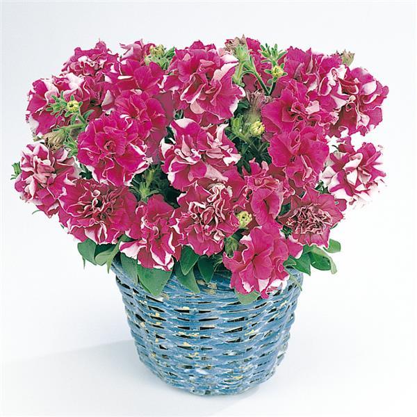 Duo Rose And White Double Petunia - Container