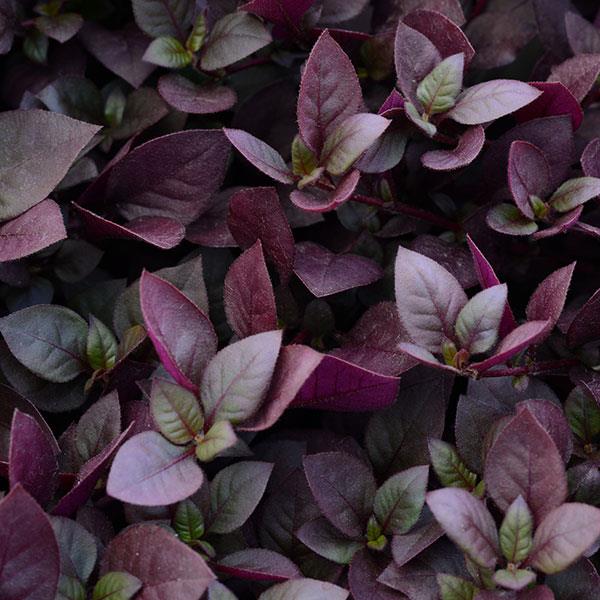 Purple Prince Alternanthera - Bloom