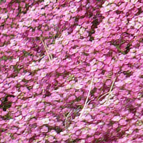 Easter Bonnet Deep Pink Alyssum - Bloom