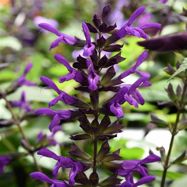 Purple & Bloom Salvia - Bloom