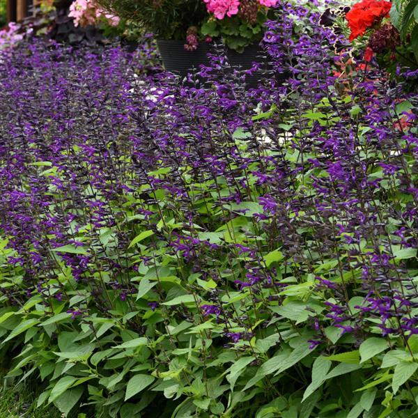 Purple & Bloom Salvia - Landscape