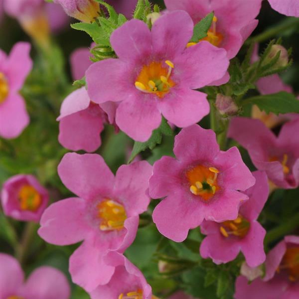 Pinktopia Bacopa - Bloom