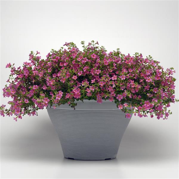 Pinktopia Bacopa - Container