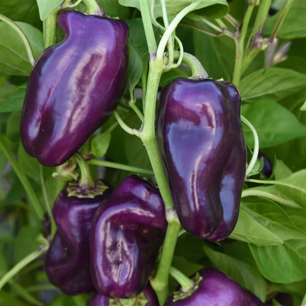 Mardi Gras Fun Purple Pepper - Bloom