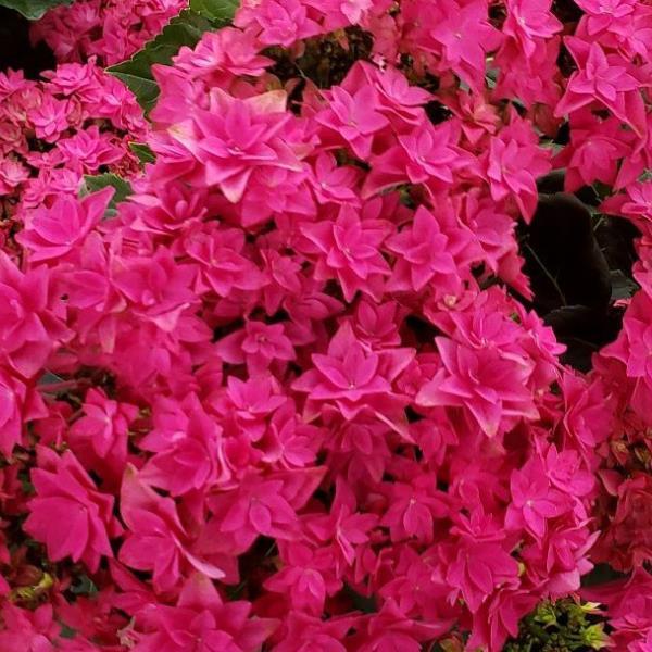 Francy Pink Hydrangea - Bloom