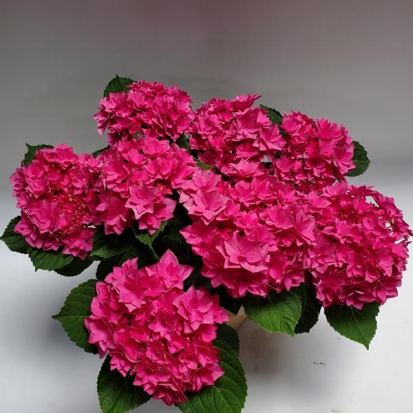 Francy Pink Hydrangea - Container