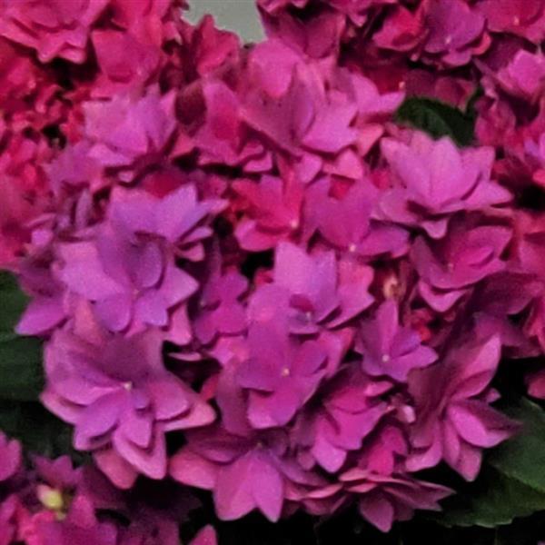 Francy Purple Hydrangea - Bloom