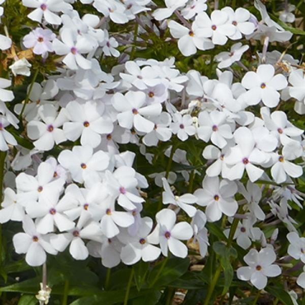 Phlox paniculata Baby Doll White - Bloom