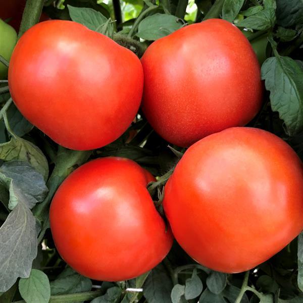 Rambler Tomato - Bloom