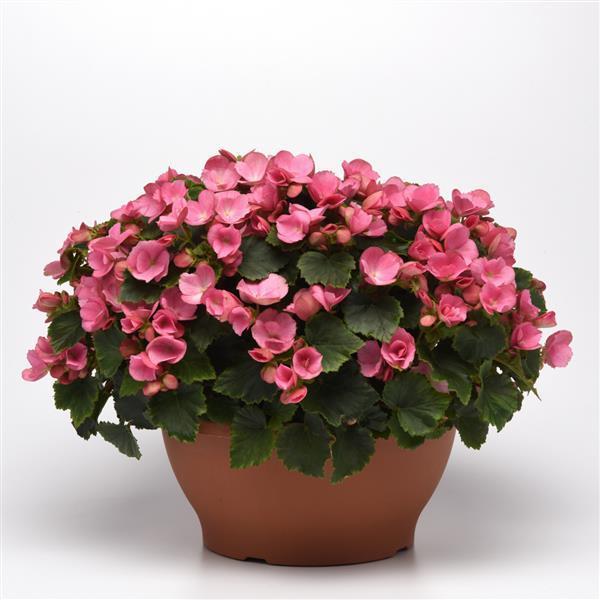 Betulia Candy Pink Begonia Vegetative - Container