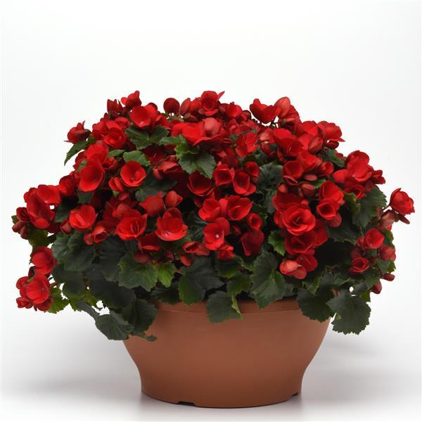 Betulia Red Begonia Vegetative - Container