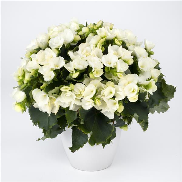 Betulia White Begonia Vegetative - Container