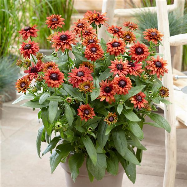 Rudbeckia August™ Flame - Container