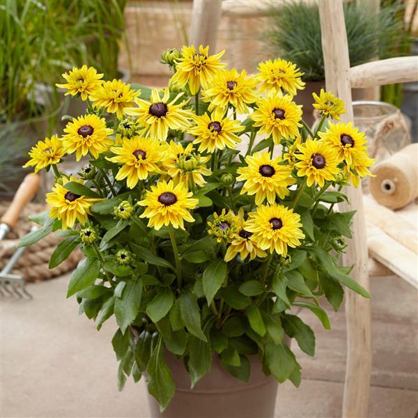 Rudbeckia August™ Glow - Container