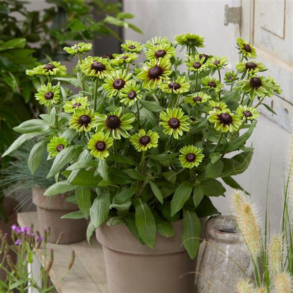 Rudbeckia August™ Forest - Container