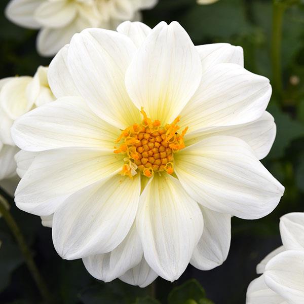 Figaro™ White Dahlia - Bloom