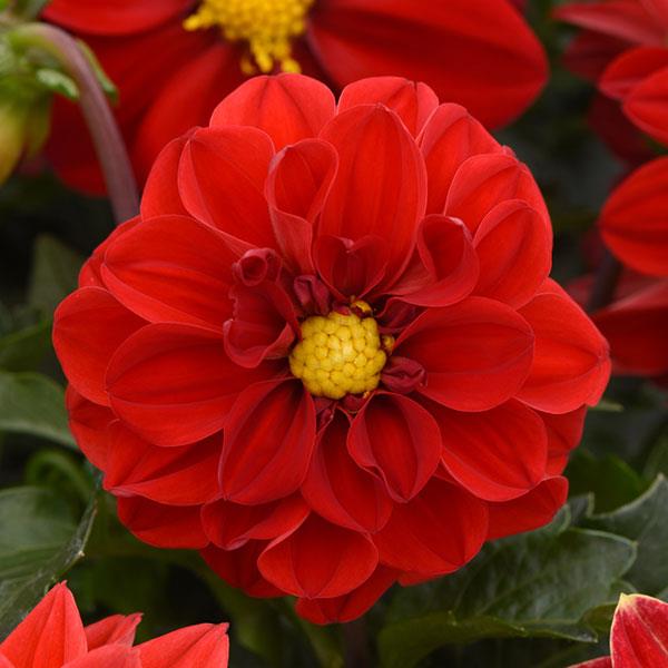 Figaro™ Red Shades Dahlia - Bloom