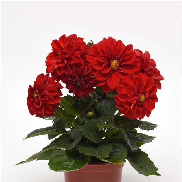 Figaro™ Red Shades Dahlia - Container