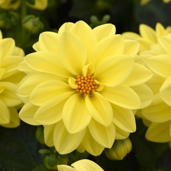 Figaro™ Yellow Shades Dahlia - Bloom