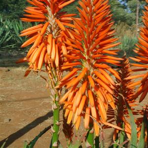 Safari Orange Aloe - Bloom