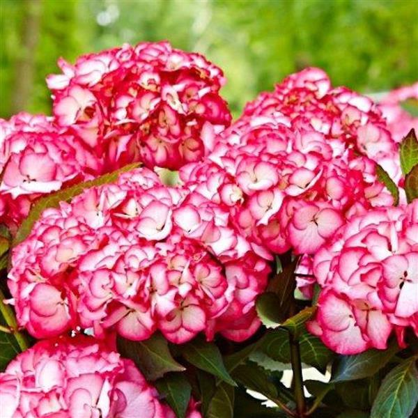 Kanmara® Strong Pink Hydrangea macrophylla - Bloom