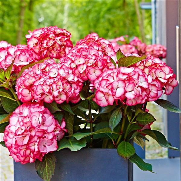 Kanmara® Strong Pink Hydrangea macrophylla - Container