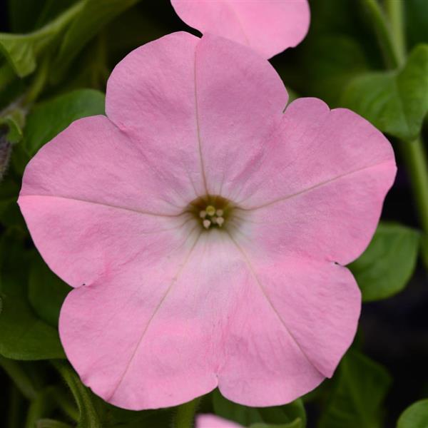 Main Stage™ Pink Petunia - Bloom