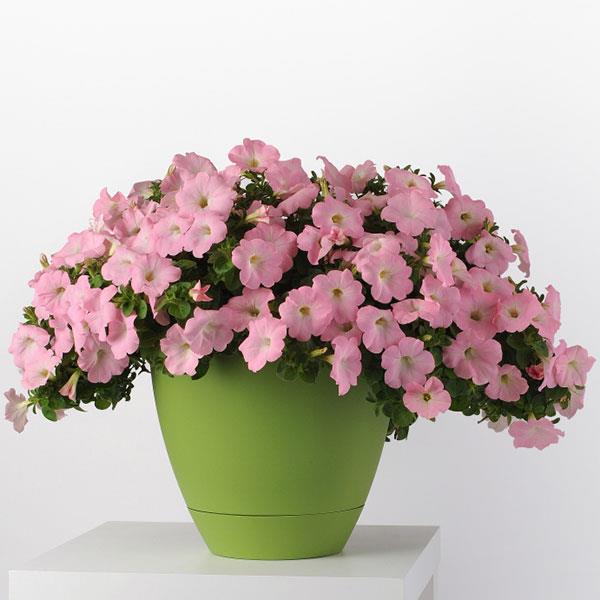 Main Stage™ Pink Petunia - Container