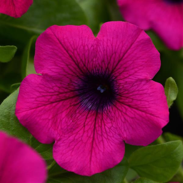 Main Stage™ Purple Petunia - Bloom