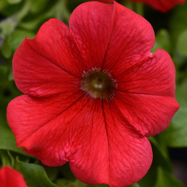 Main Stage™ Red Petunia - Bloom