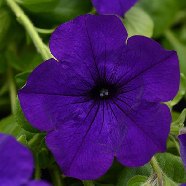 Main Stage™ Violet Petunia - Bloom
