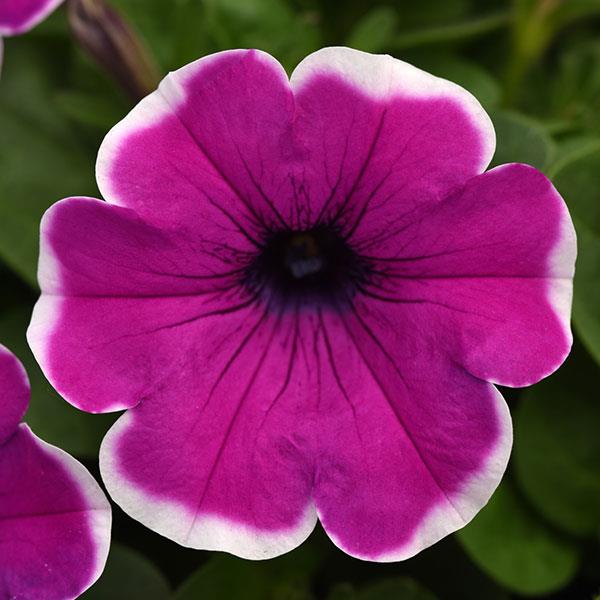 Main Stage™ Violet Picotee Petunia - Bloom