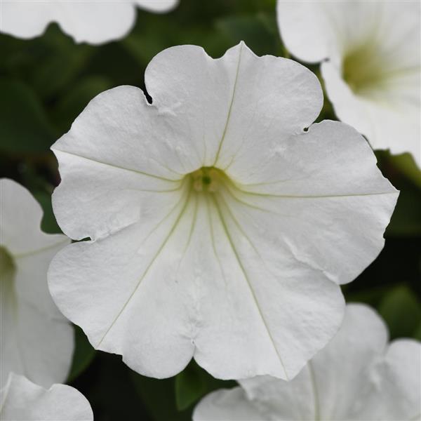 Main Stage™ White Petunia - Bloom