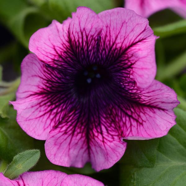 Main Stage™ Blueberry Petunia - Bloom