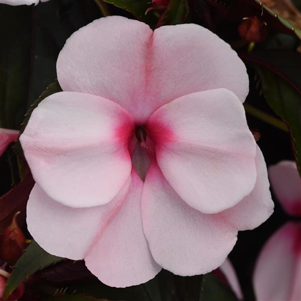 Clockwork™ Appleblossom New Guinea Impatiens - Bloom