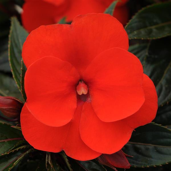 Clockwork™ Orange New Guinea Impatiens - Bloom