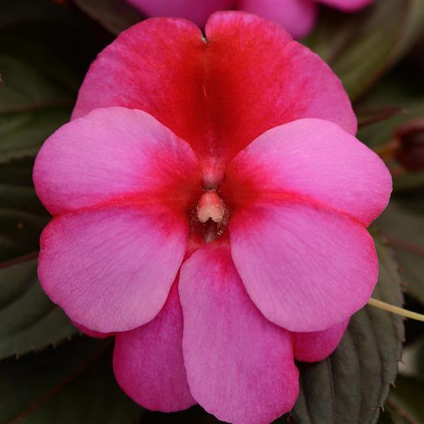 Clockwork™ Pink Star New Guinea Impatiens - Bloom