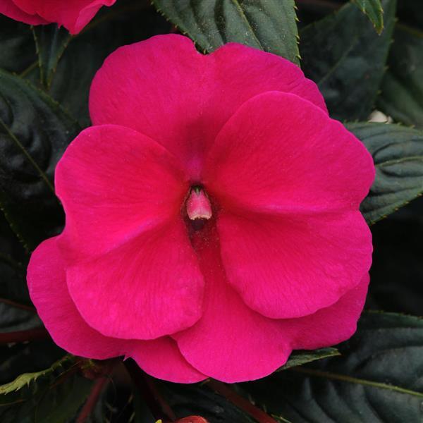 Clockwork™ Purple New Guinea Impatiens - Bloom