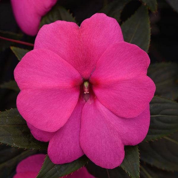 Clockwork™ Rose New Guinea Impatiens - Bloom