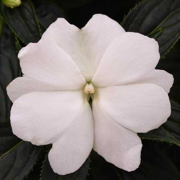 Clockwork™ White New Guinea Impatiens - Bloom
