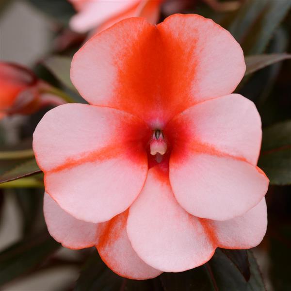 Clockwork™ Orange Stripe New Guinea Impatiens - Bloom