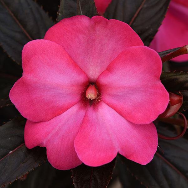 Clockwork™ Hot Pink Glow New Guinea Impatiens - Bloom