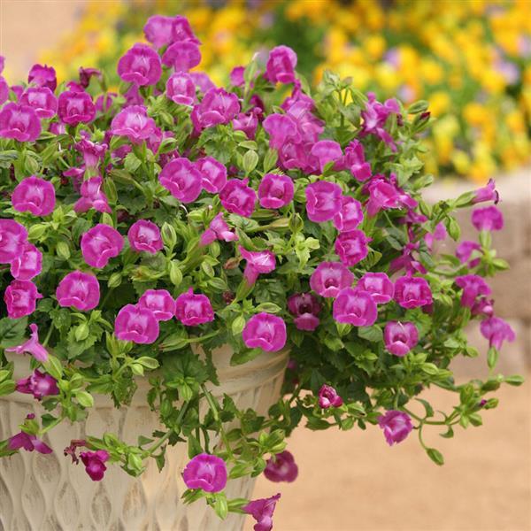Summer Wave® Large Amethyst Torenia - Container